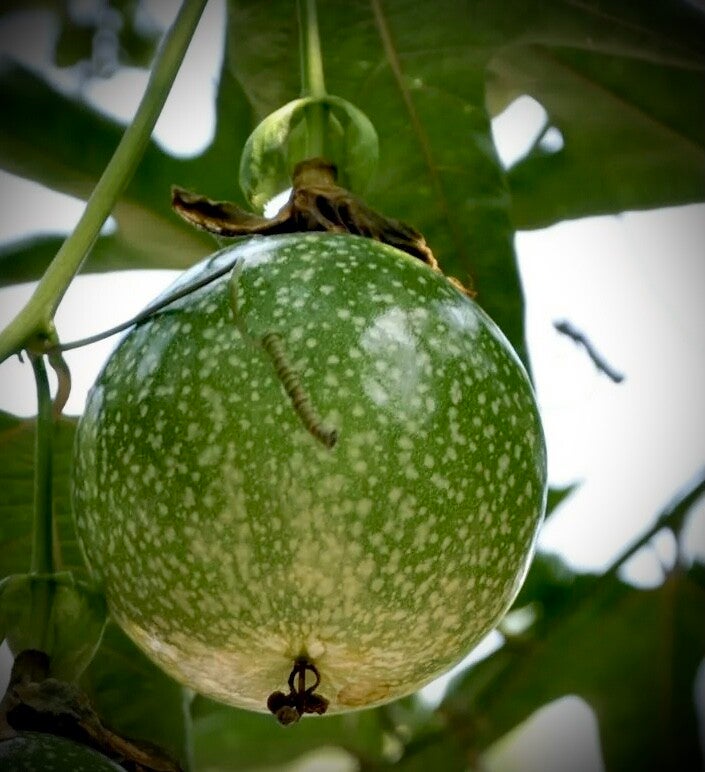 Passiflore edulis Tango