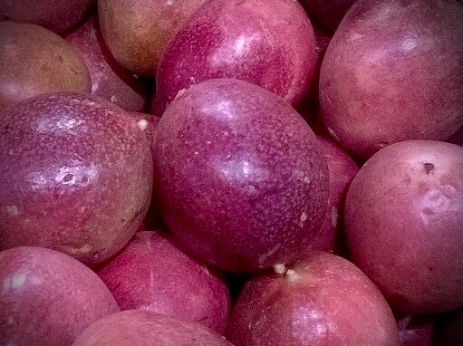 Passiflore edulis Flame Ruby