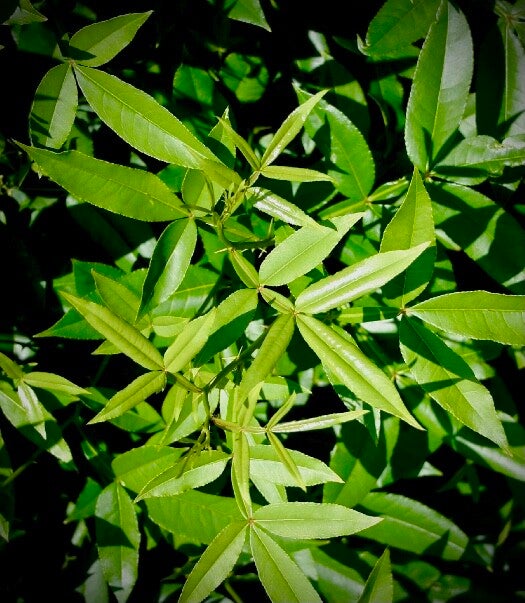 Frêne épineux ailé - Zanthoxylum planispinum