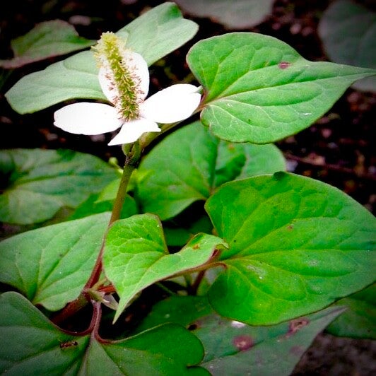 Poivre de Chine - Houttuynia cordata
