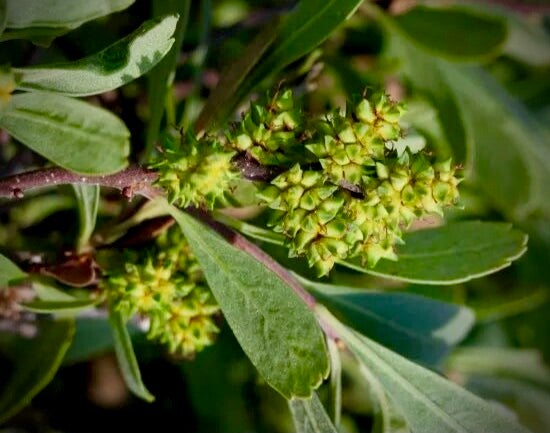 Muscade boréale - Myrica gale