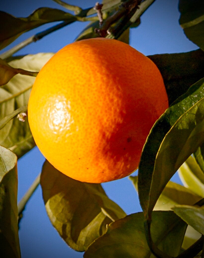 Mandarine Satsuma Owari Francis Soules