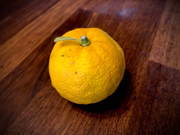 Yuzu d’été