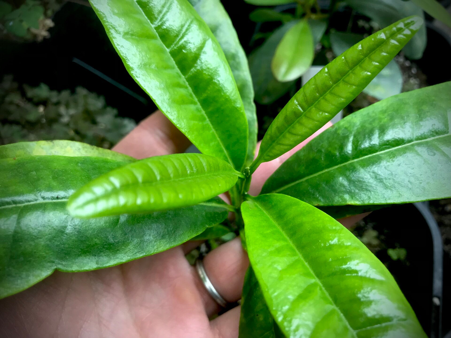 Quatre épices - piment de la Jamaïque - Pimenta dioica