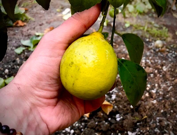Citron Meyer - Citrus Meyeri
