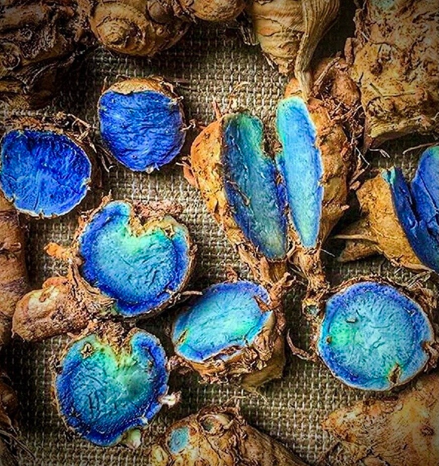 Curcuma bleu - Curcuma caesia