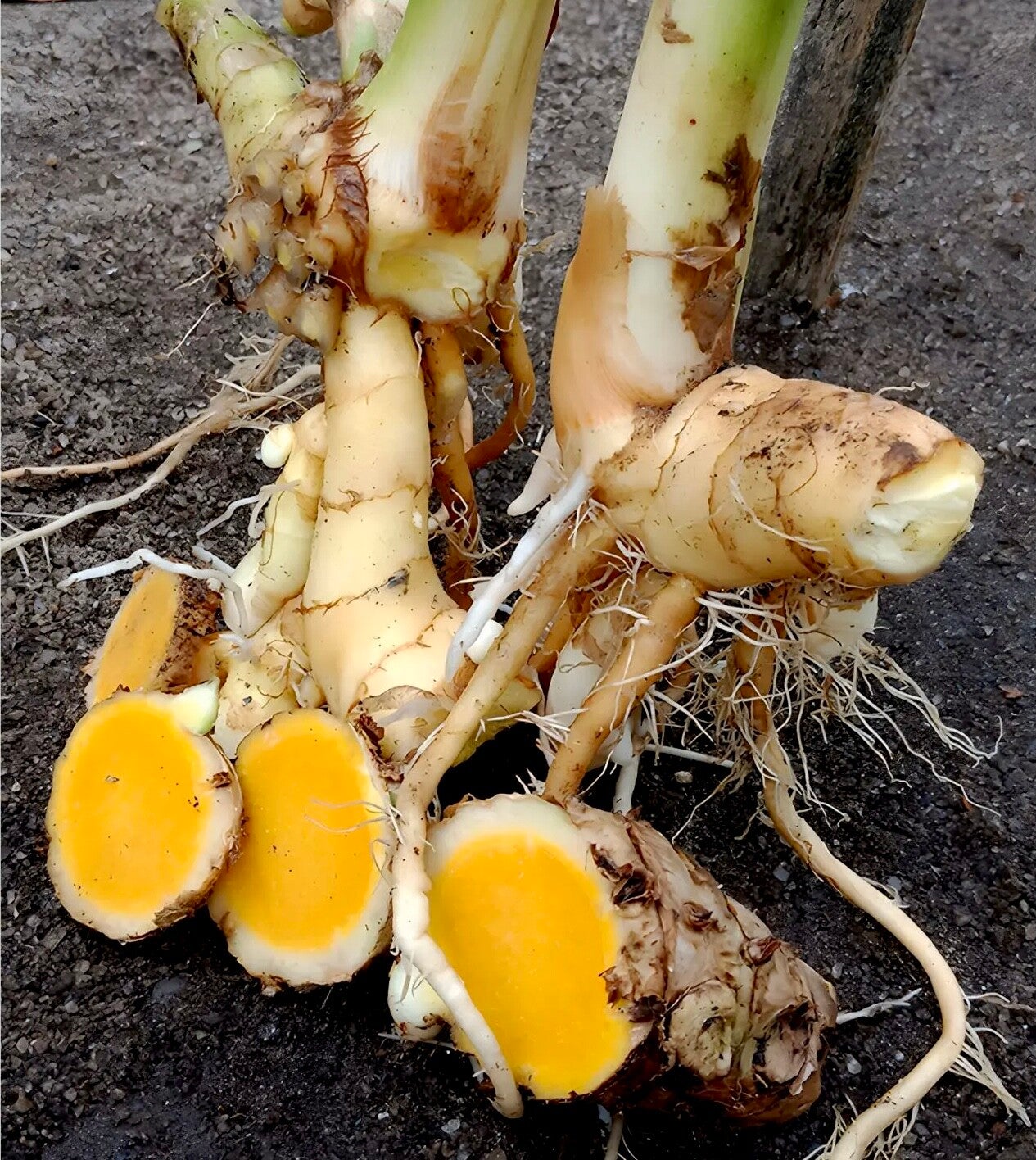 Gingembre mangue - Curcuma amada