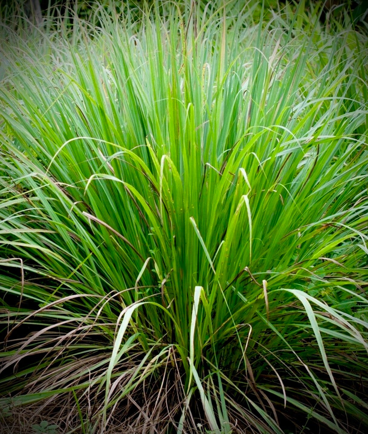 Citronnelle de Madagascar - Cymbopogon citratus
