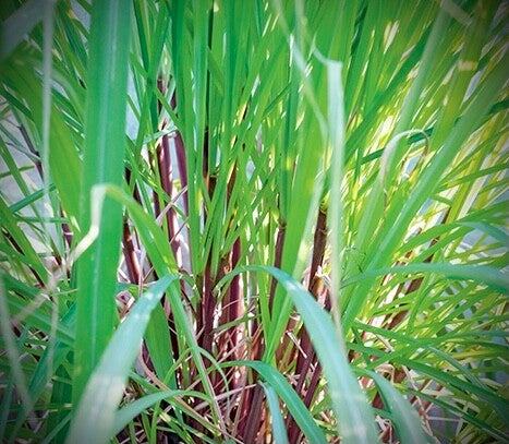 Citronnelle indienne - Cymbopogon flexuosus