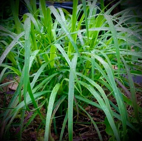 Citronnelle de java - Cymbopogon winterianus