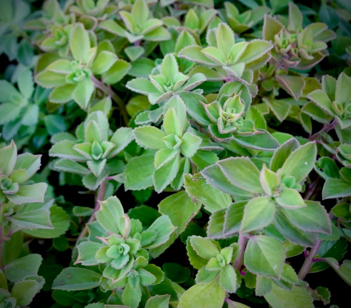 « Efferalgan de Martinique » - Plectranthus neochilus