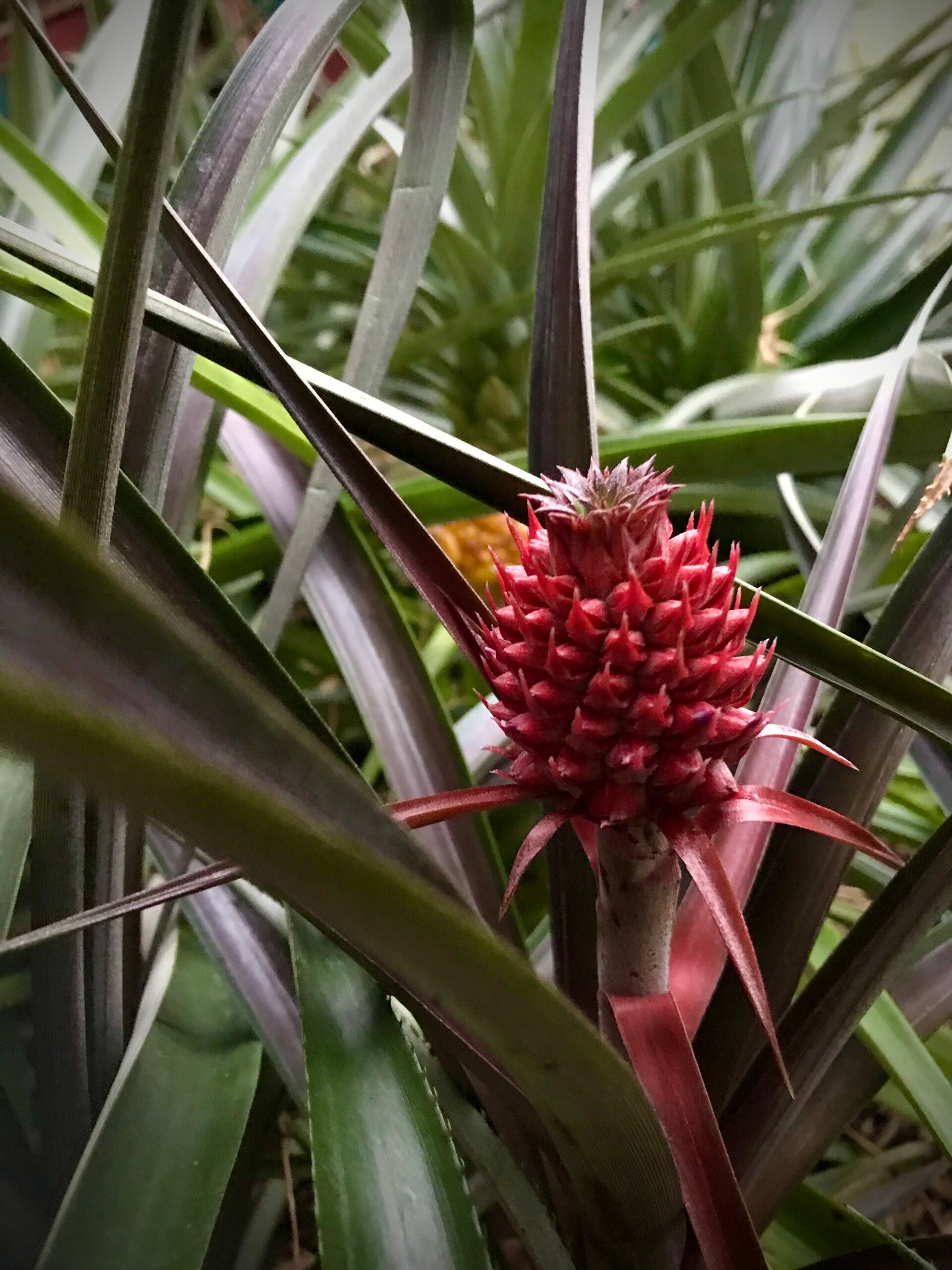 Ananas sauvage de Polynésie