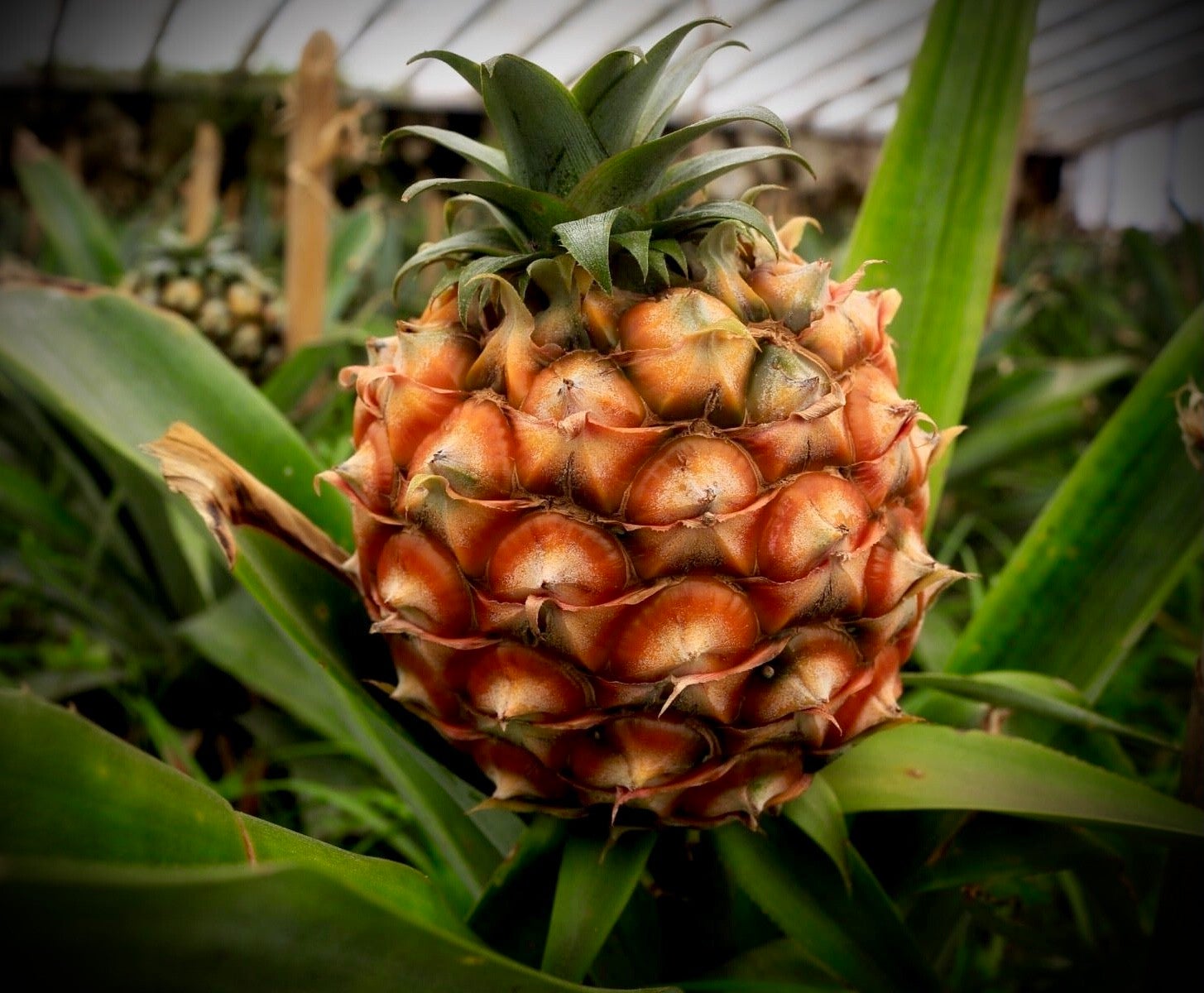 L’ananas São Miguel des Açores