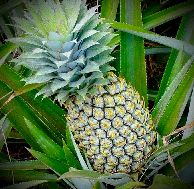 Painapo - L’ananas de Moorea