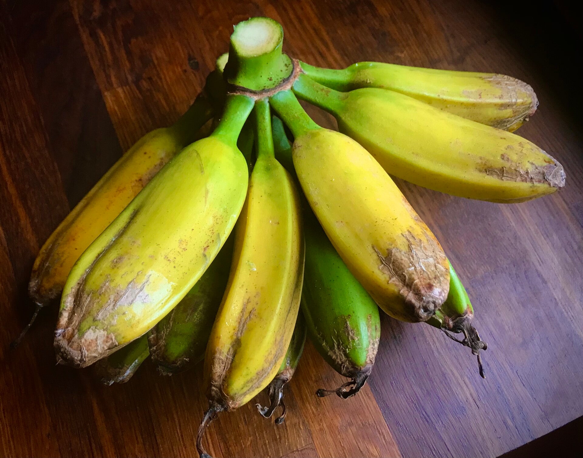 Nain Orinoco - Musa dwarf Orinoco