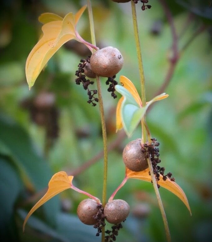 Igname de Chine, Liane cannelle - Dioscorea polystachya