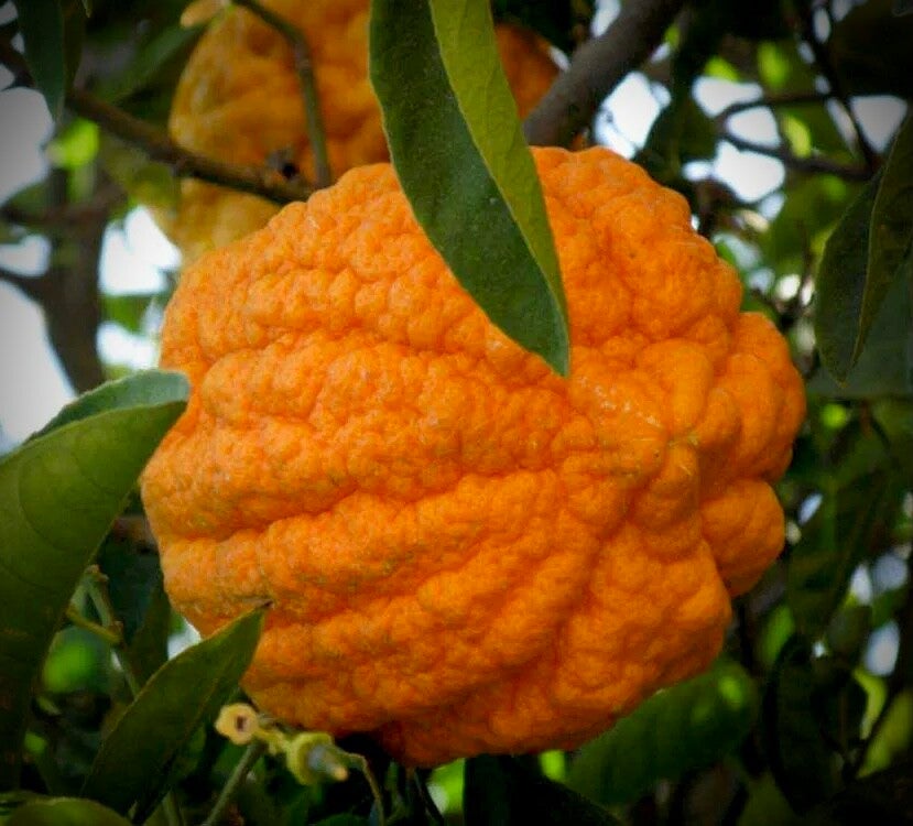 Lime Karna Khatta (citron du froid)