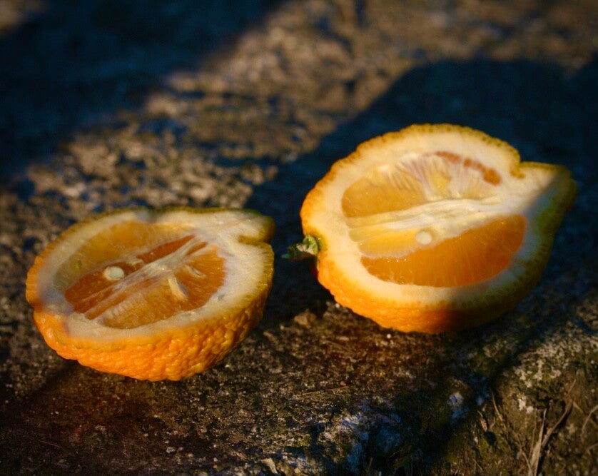 Jambhiri ou Citron de Java