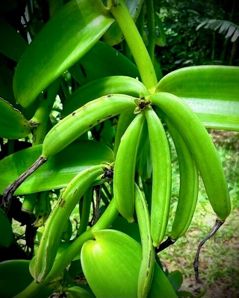 Vanille banane, Vanillon - Vanilla pompona