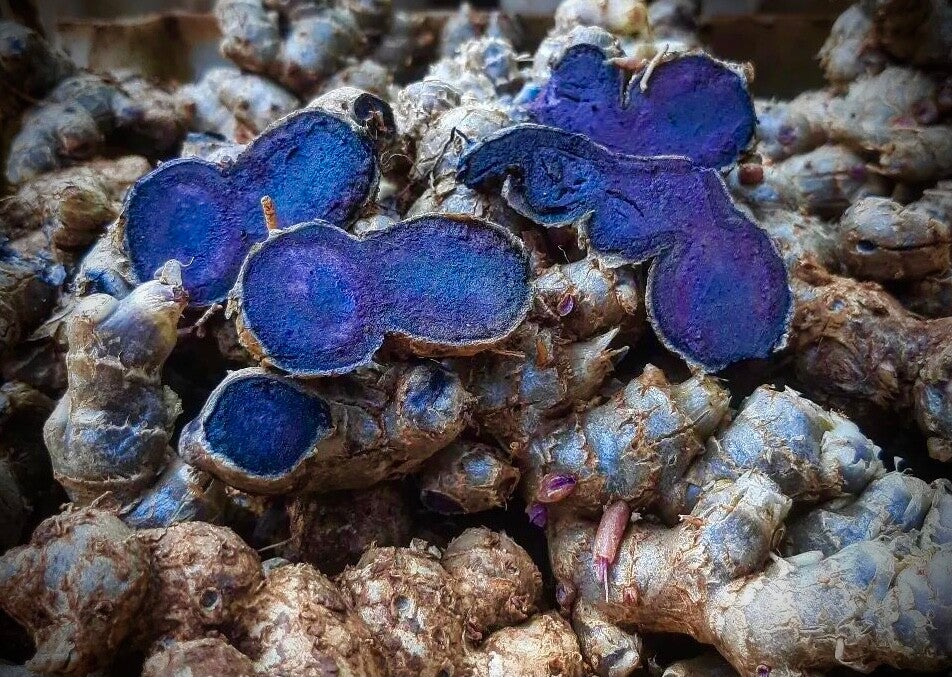 Gingembre noir - Kaempferia parviflora