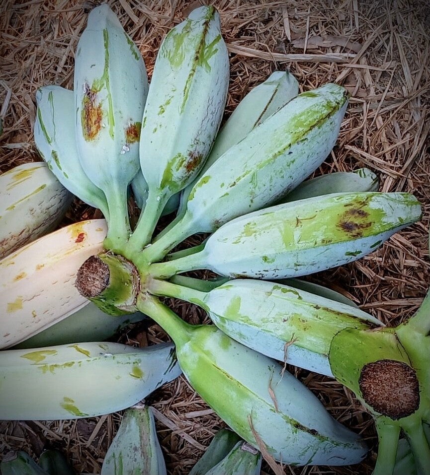 Blue Java - Musa Blue Java