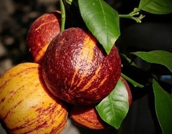 Meyer Doppio - Citrus meyeri x Citrus sinensis doppio sanguigno