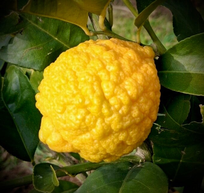 Citradia 139 - Citrus hybrid