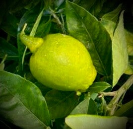 Citron Yuko - Citrus lemon x juno