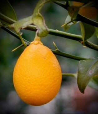 Citrangequat Thomasville - Citrus Hybrid