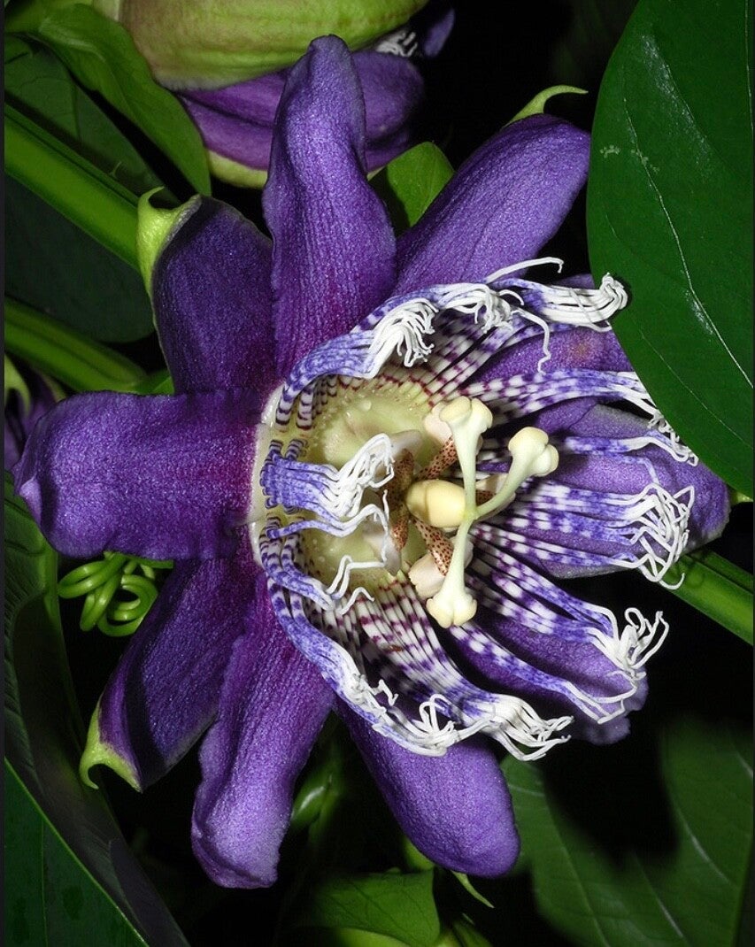 Passiflora ‘Blue moon’ - P. alata 'Shannon' x P. quadrangularis 'Warmlands'