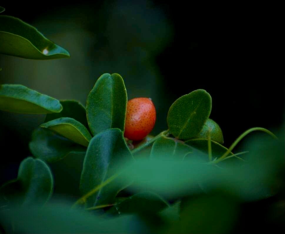 Orangine - Triphasia trifolia