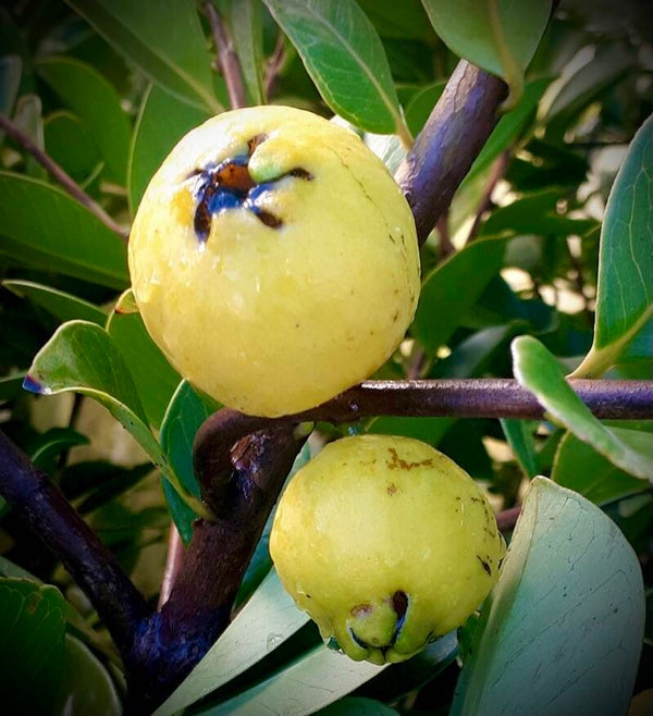 Goyave fraise jaune - Psidium cattleianum jaune