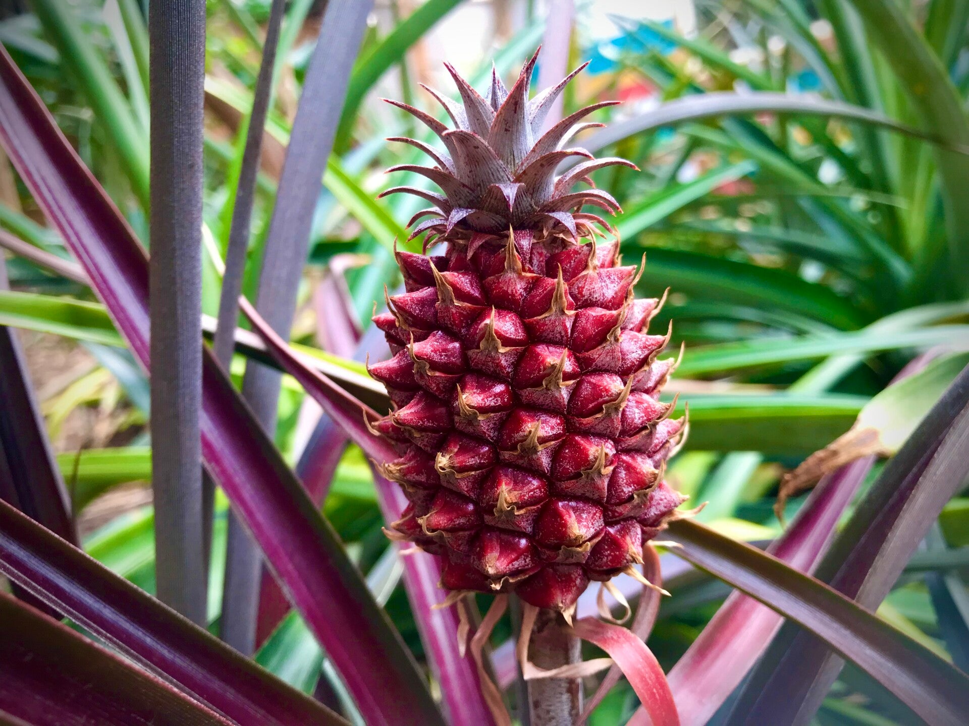 Ananas sauvage de Polynésie
