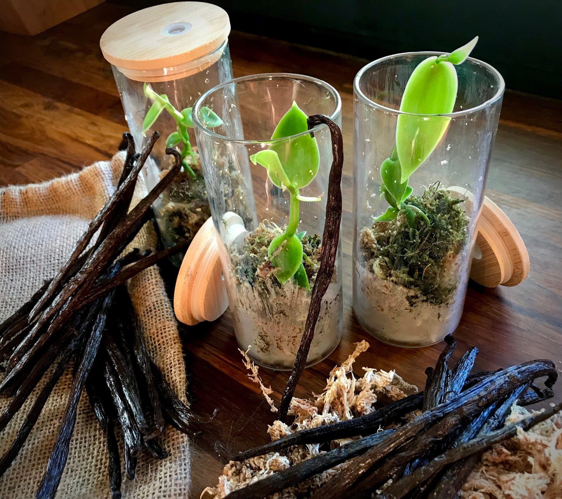 Jeunes plants Vanilla Pompona en verrines.