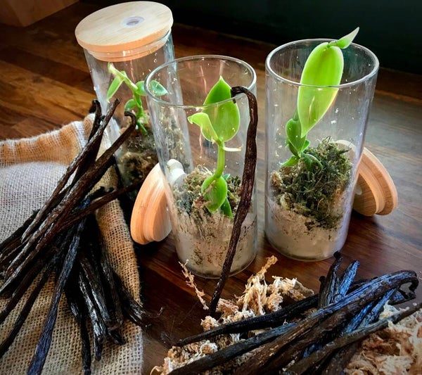Jeunes plants Vanilla Pompona en verrines.