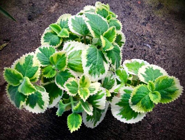 Gros thym des Antilles panaché - Plectranthus amboinicus variegata