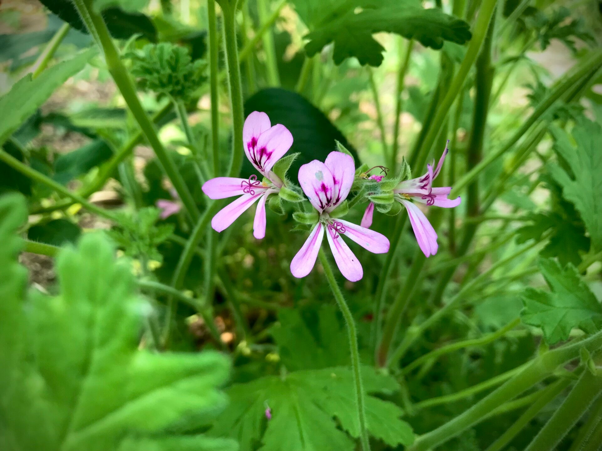 Géranium Rosat - Pelargonium graveolens