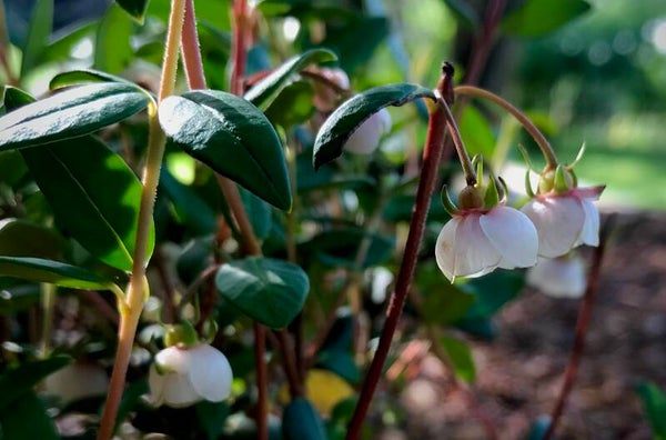 Goyavier du Chili ‘Villarica Strawberry’ - Ugni molinea ‘Villarica Strawberry’