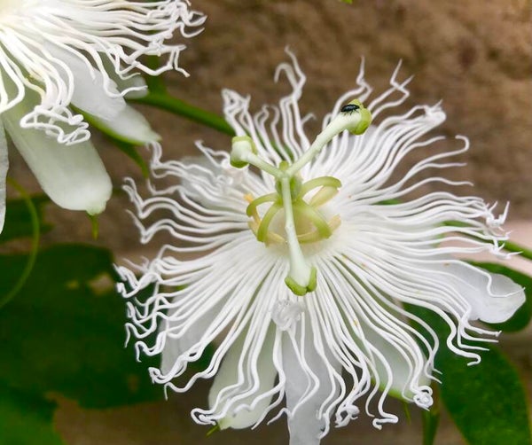 Passiflora incarnata ‘SnowStar’®