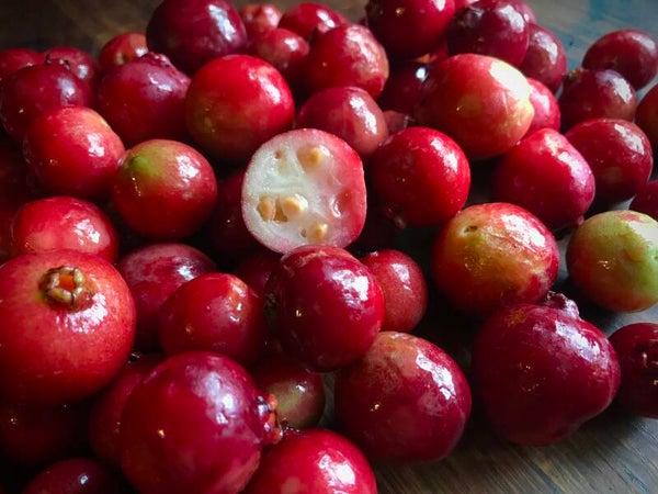 Goyave fraise rouge - Psidium cattleianum rouge