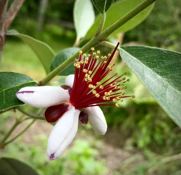 Feijoa ‘Wiki Tu’ - Acca sellowiana ‘Wiki Tu’