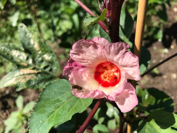 Oseille de Guinée - Groseille pays - Hibiscus sabdariffa