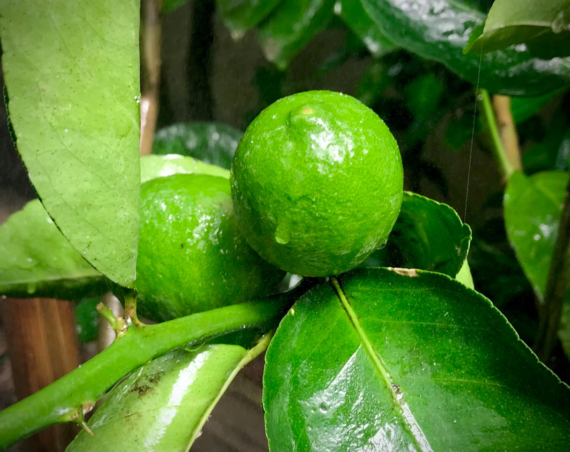 Lime Tahiti - Citrus latifolia