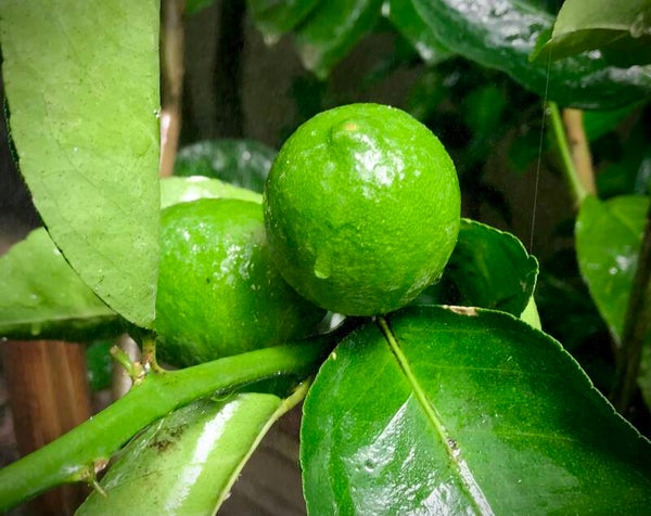 Lime Tahiti - Citrus latifolia