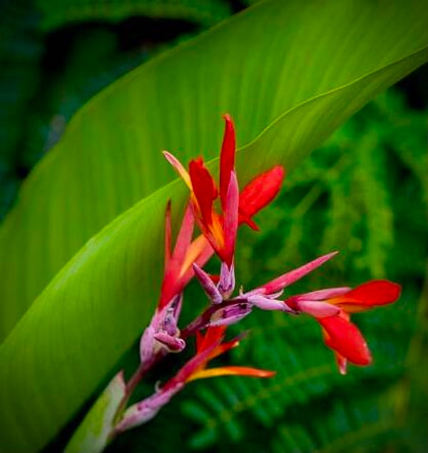 Canna edulis