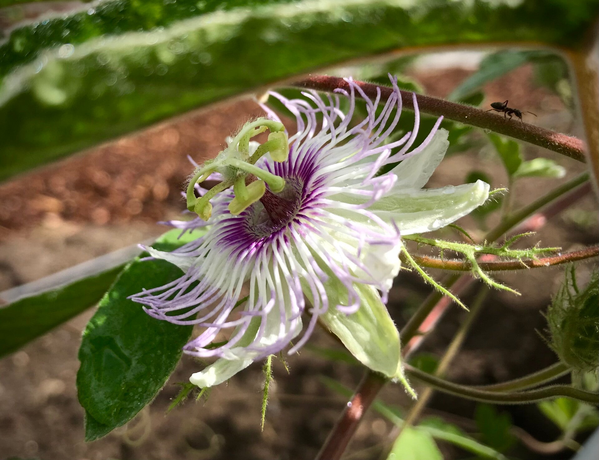 Passiflore du désert - Passiflora pentaschista