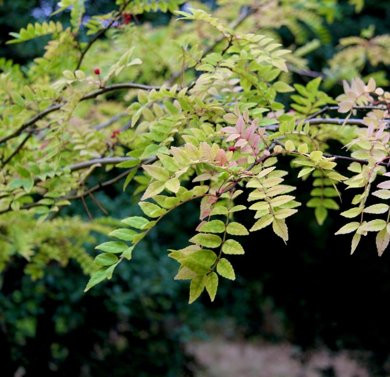 Sancho - Zanthoxylum piperitum