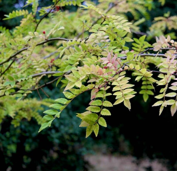 Sancho - Zanthoxylum piperitum