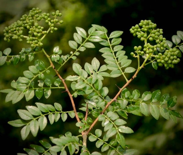 Poivre de Sichuan - Zanthoxylum schinifolium