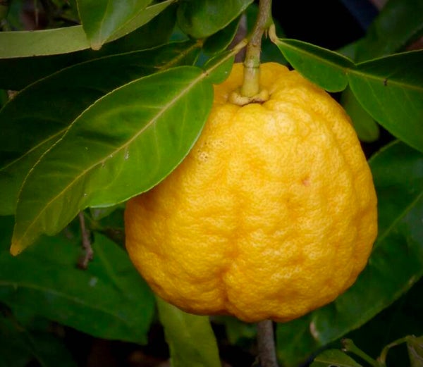 Ichang Lemon - Citrus wilsonii